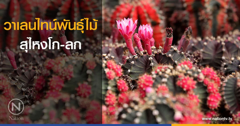 วาเลนไทน์พันธุ์ไม้ สุไหงโก-ลก
ดง "แคตตัส" ออนไลน์ที่ใหญ่สุด หนึ่งเดียวชายแดนใต้