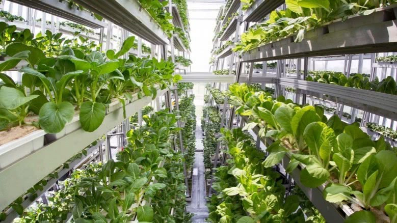 "สวนผักอินทรีย์" งานใหม่ สังคมคนเมือง "สวนผักอินทรีย์" งานใหม่ สังคมคนเมือง