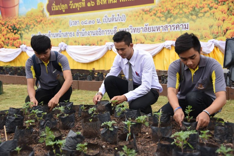 ปลูกดอกดาวเรืองแปรสัญลักษณ์เลข ๙