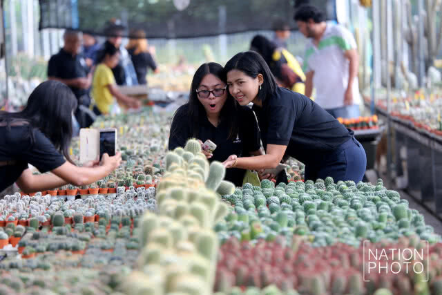 วาเลนไทน์พันธุ์ไม้ สุไหงโก-ลก
ดง "แคตตัส" ออนไลน์ที่ใหญ่สุด หนึ่งเดียวชายแดนใต้