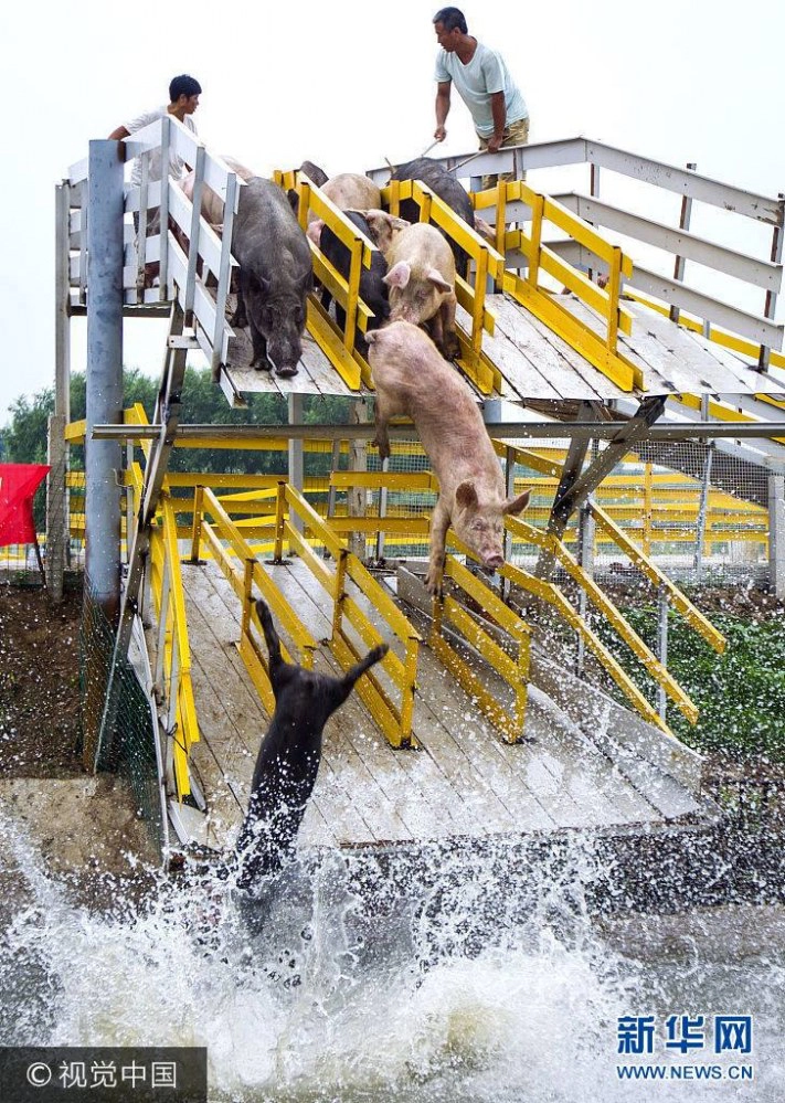 ต้อนหมูขึ้นแท่น "กระโดดน้ำ" เพิ่มคุณภาพเนื้อหมู !?