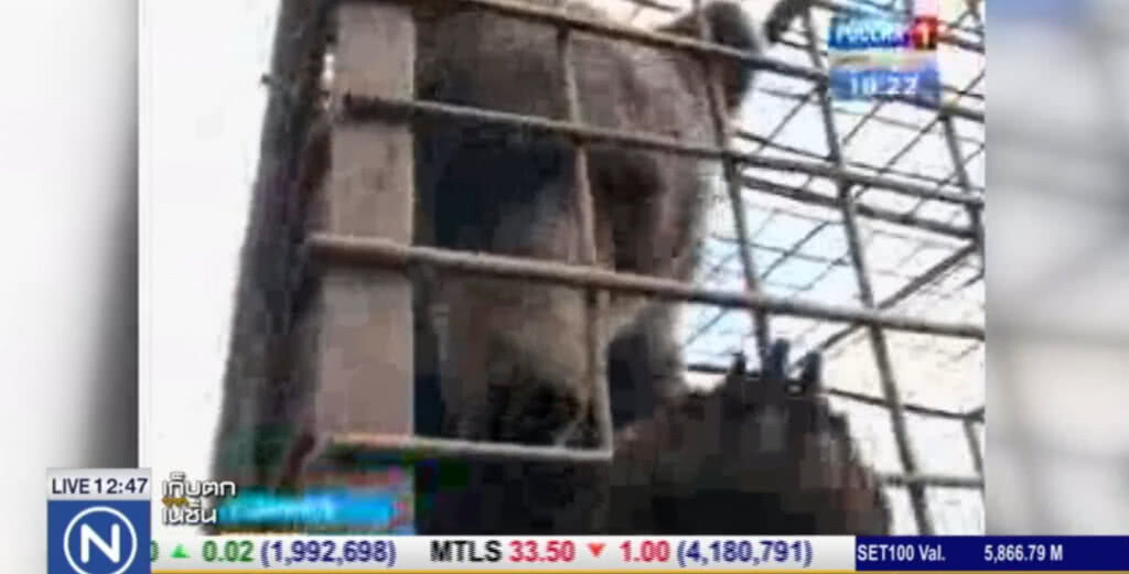 หนุ่มรัสเซีย ถูกหมีกัดจนแขนขาด หลังเข้าไปป้อนนม หนุ่มรัสเซีย ถูกหมีกัดจนแขนขาด หลังเข้าไปป้อนนม