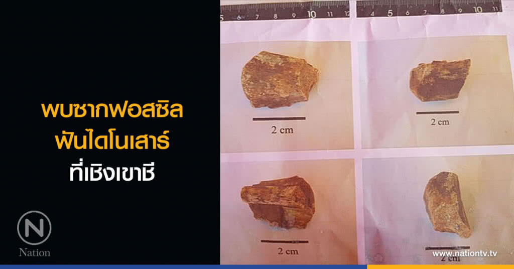 พบซากฟอสซิล-ฟันไดโนเสาร์ที่เชิงเขาชี พบซากฟอสซิล-ฟันไดโนเสาร์ที่เชิงเขาชี