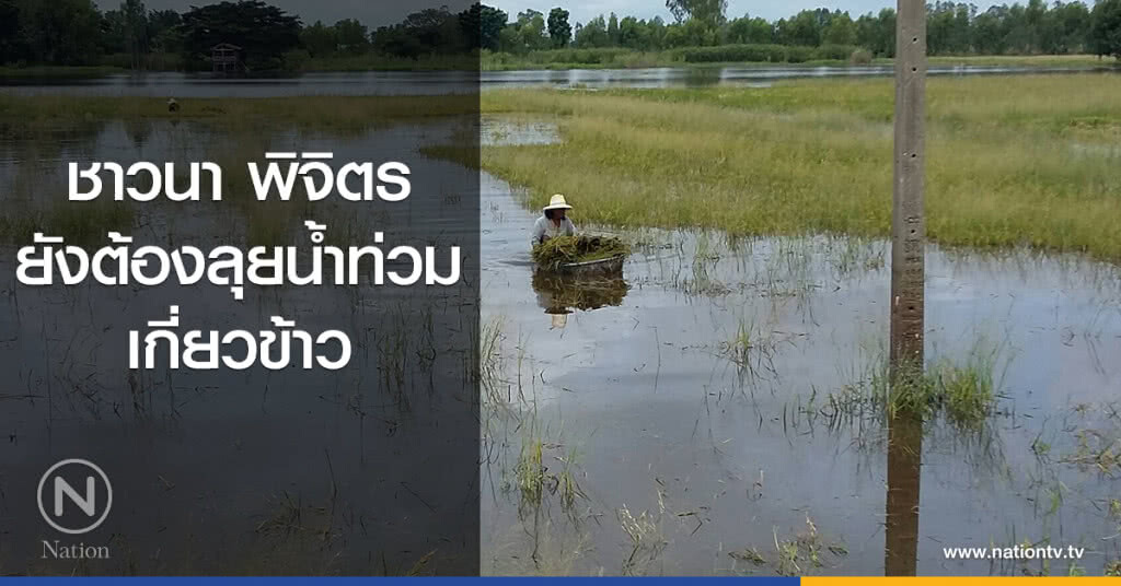ชาวนา พิจิตร ยังต้องลุยน้ำท่วมเกี่ยวข้าว ชาวนา พิจิตร ยังต้องลุยน้ำท่วมเกี่ยวข้าว
