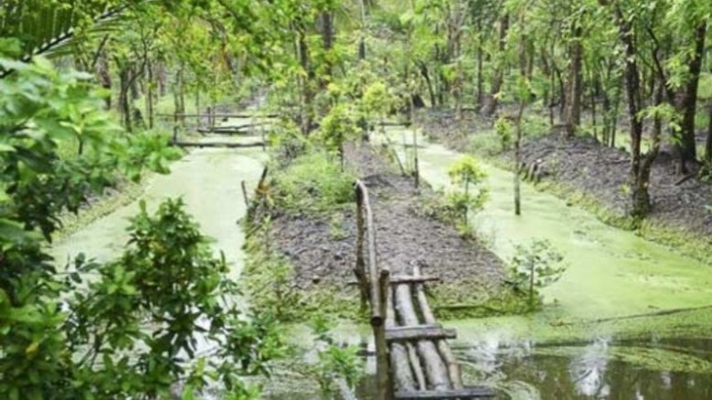 กรีนไลฟ์ ‘บางกระเจ้า’ กรีนไลฟ์ ‘บางกระเจ้า’