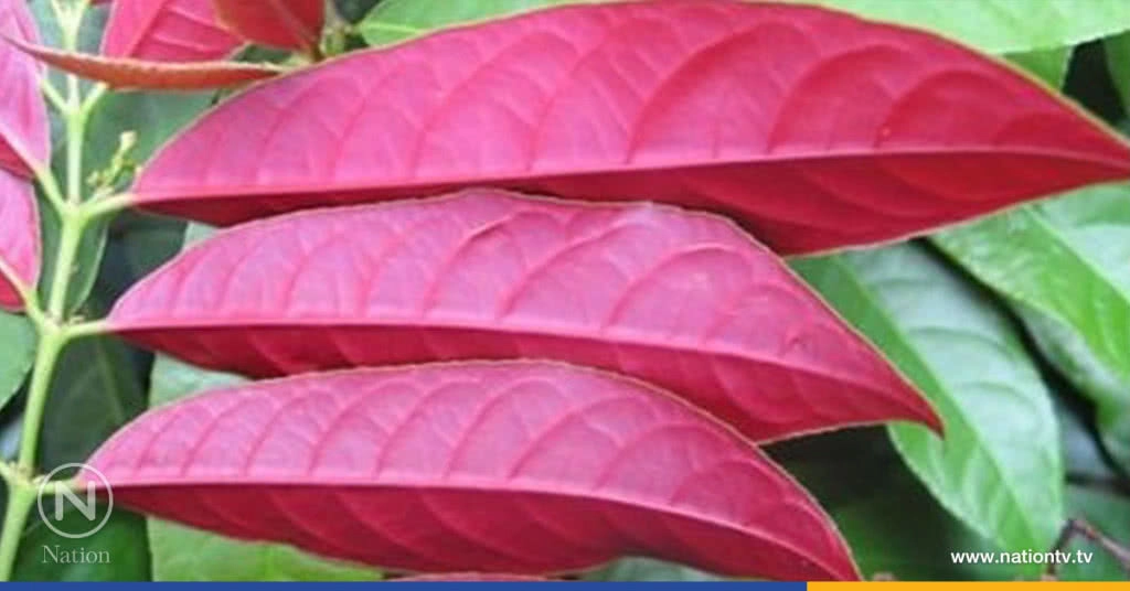 "ลิ้นกระบือ" ใบขับเลือดมาไม่ปกติ