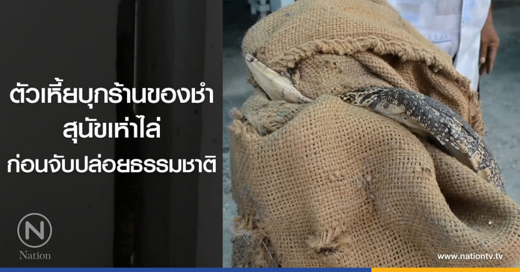 ตัวเหี้ยบุกร้านของชำ
สุนัขเห่าไล่
ก่อนจับปล่อยธรรมชาติ ตัวเหี้ยบุกร้านของชำ
สุนัขเห่าไล่
ก่อนจับปล่อยธรรมชาติ