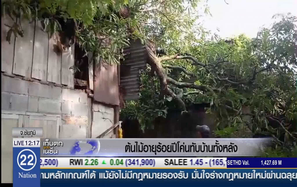ต้นไม้อายุร้อยปี โค่นทับบ้านทั้งหลัง ต้นไม้อายุร้อยปี โค่นทับบ้านทั้งหลัง