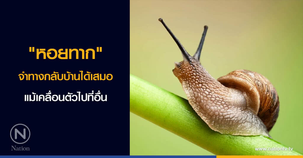 "หอยทาก" จำทางกลับบ้านได้เสมอ แม้เคลื่อนตัวไปที่อื่น