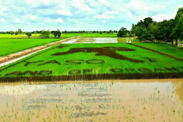 ยโสธร ทำเก๋ ศิลปะบนแปลงนา
ชวนเที่ยวเชิงเกษตรอินทรีย์