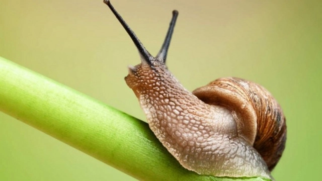 "หอยทาก" จำทางกลับบ้านได้เสมอ แม้เคลื่อนตัวไปที่อื่น