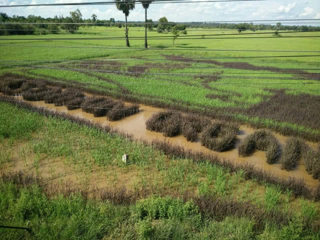 ยโสธร ทำเก๋ ศิลปะบนแปลงนา
ชวนเที่ยวเชิงเกษตรอินทรีย์