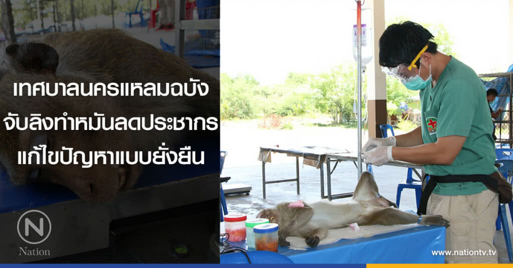เทศบาลนครแหลมฉบัง
จับลิงทำหมันลดประชากร
แก้ไขปัญหาแบบยั่งยืน