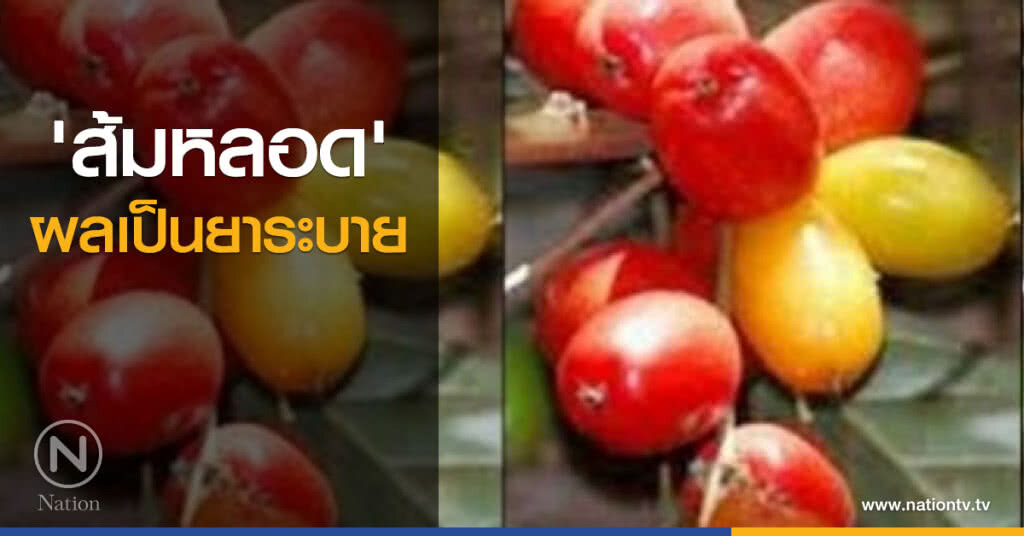 'ส้มหลอด' ผลเป็นยาระบาย 'ส้มหลอด' ผลเป็นยาระบาย