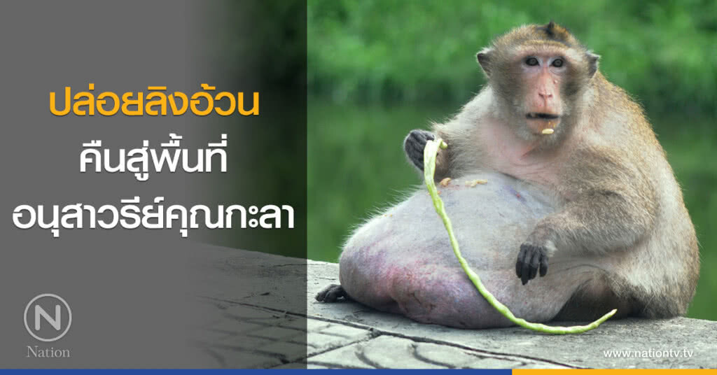 ปล่อยลิงอ้วนคืนสู่พื้นที่ ปล่อยลิงอ้วนคืนสู่พื้นที่