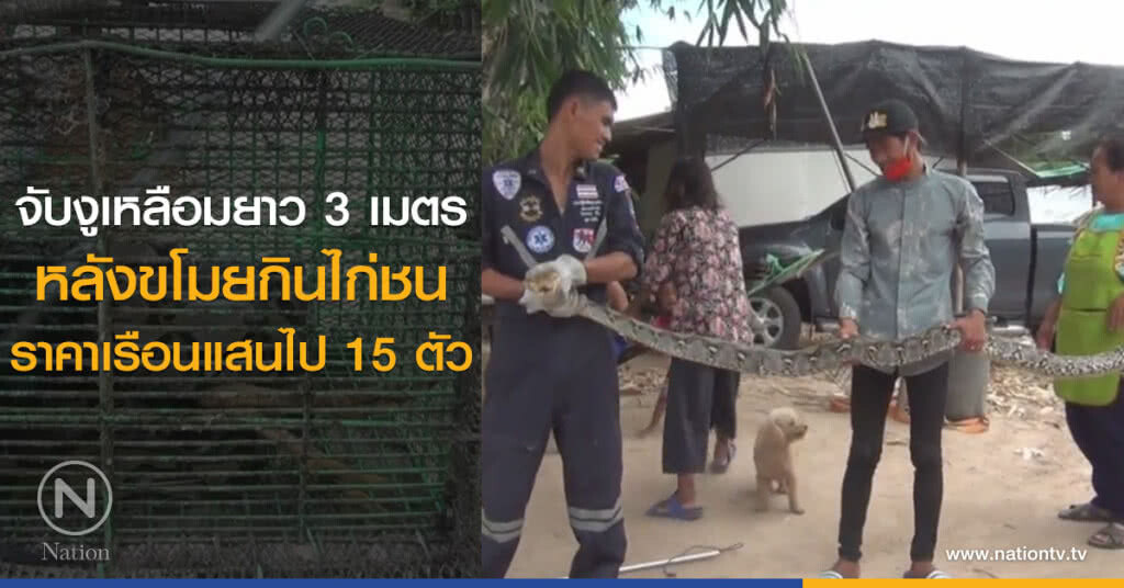 จับงูเหลือมยาว 3 เมตร
หลังขโมยกินไก่ชน
ราคาเรือนแสนไป 15 ตัว จับงูเหลือมยาว 3 เมตร
หลังขโมยกินไก่ชน
ราคาเรือนแสนไป 15 ตัว