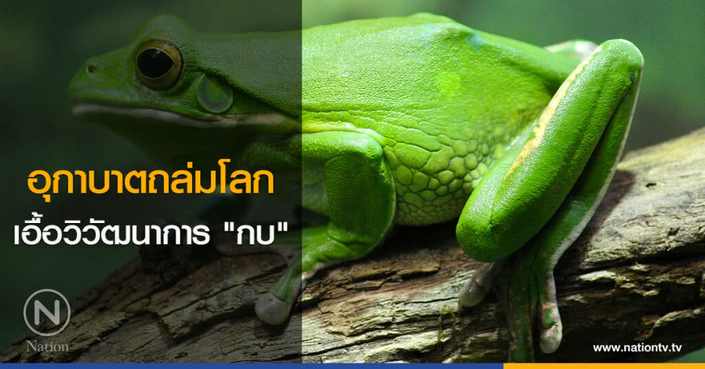 อุกาบาตถล่มโลกเอื้อวิวัฒนาการ "กบ"