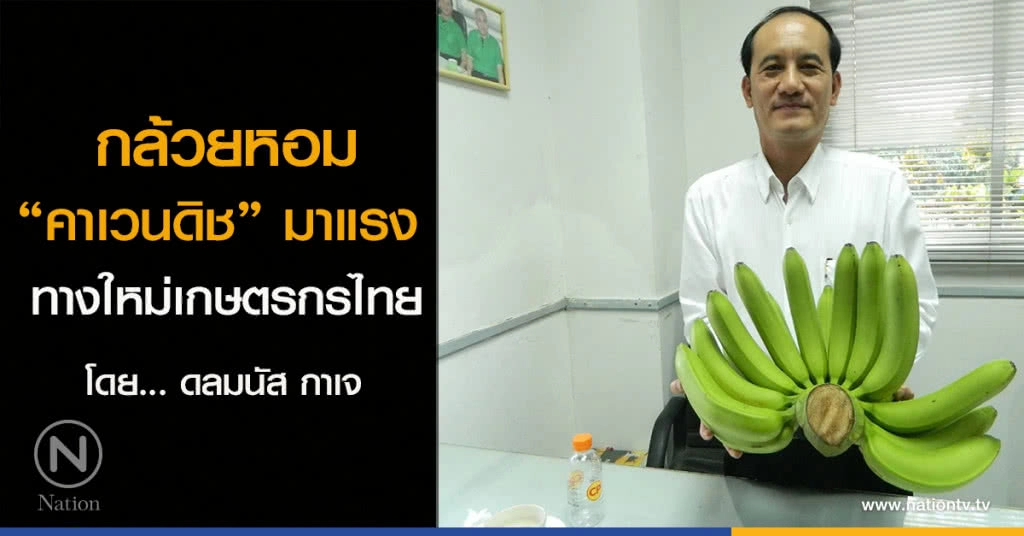 กล้วยหอม "คาเวนดิช" มาแรง 
ทางใหม่เกษตรกรไทย