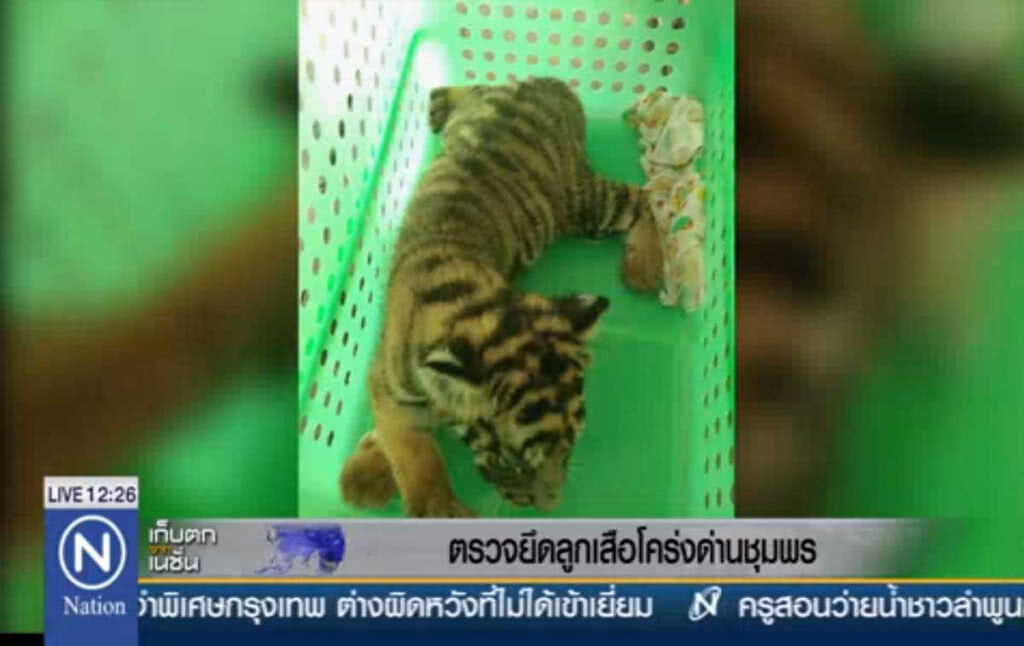 ตรวจยึดลูกเสือโคร่ง ด่านชุมพร ตรวจยึดลูกเสือโคร่ง ด่านชุมพร