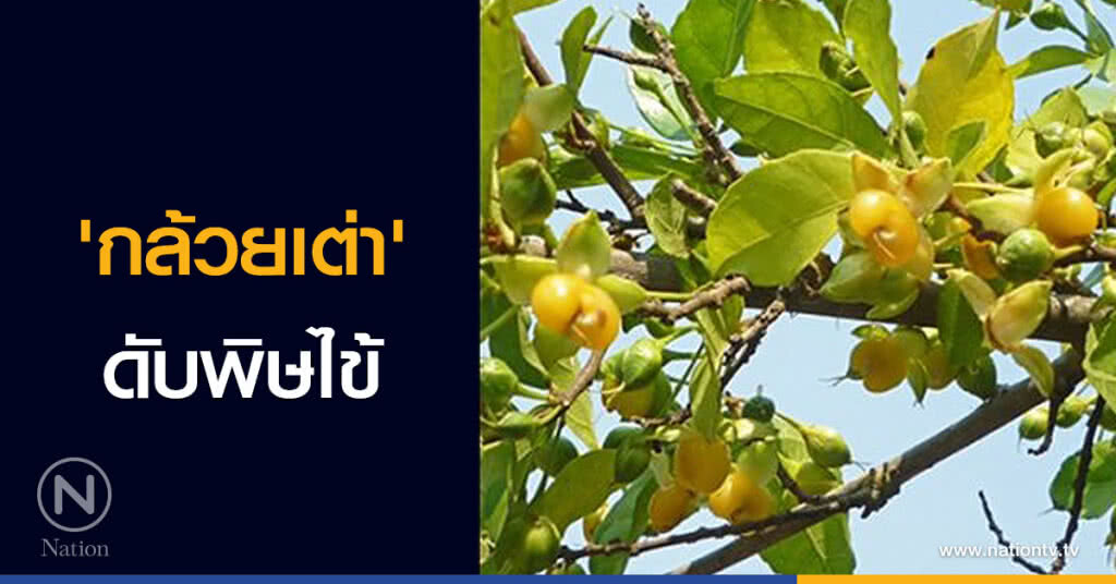 'กล้วยเต่า' ดับพิษไข้ 'กล้วยเต่า' ดับพิษไข้