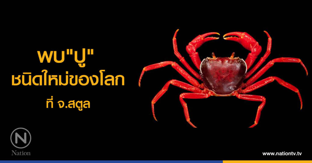 พบ "ปู" ชนิดใหม่ของโลกที่ จ.สตูล พบ "ปู" ชนิดใหม่ของโลกที่ จ.สตูล
