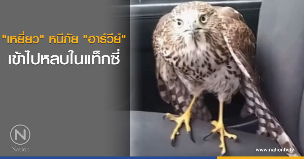 เหยี่ยวหนีภัย "ฮาร์วีย์" เข้าไปหลบในแท็กซี่ เหยี่ยวหนีภัย "ฮาร์วีย์" เข้าไปหลบในแท็กซี่