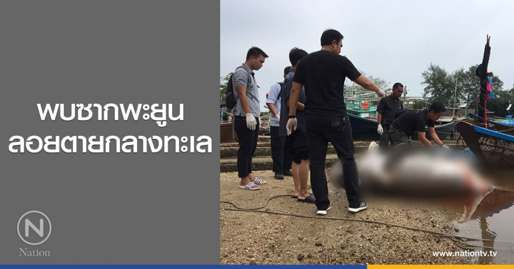 พบซากพะยูน
ลอยตายกลางทะเล
