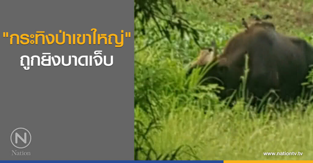 "กระทิงป่าเขาใหญ่" ถูกยิงบาดเจ็บ