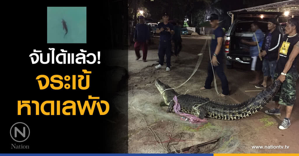 จับได้แล้ว!
ไกรทองใช้เวลา 2 วัน 2 คืน
ล่าจระเข้หาดเลพัง