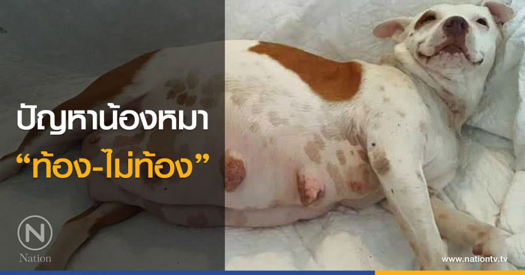 ปัญหาน้องหมา "ท้อง-ไม่ท้อง"