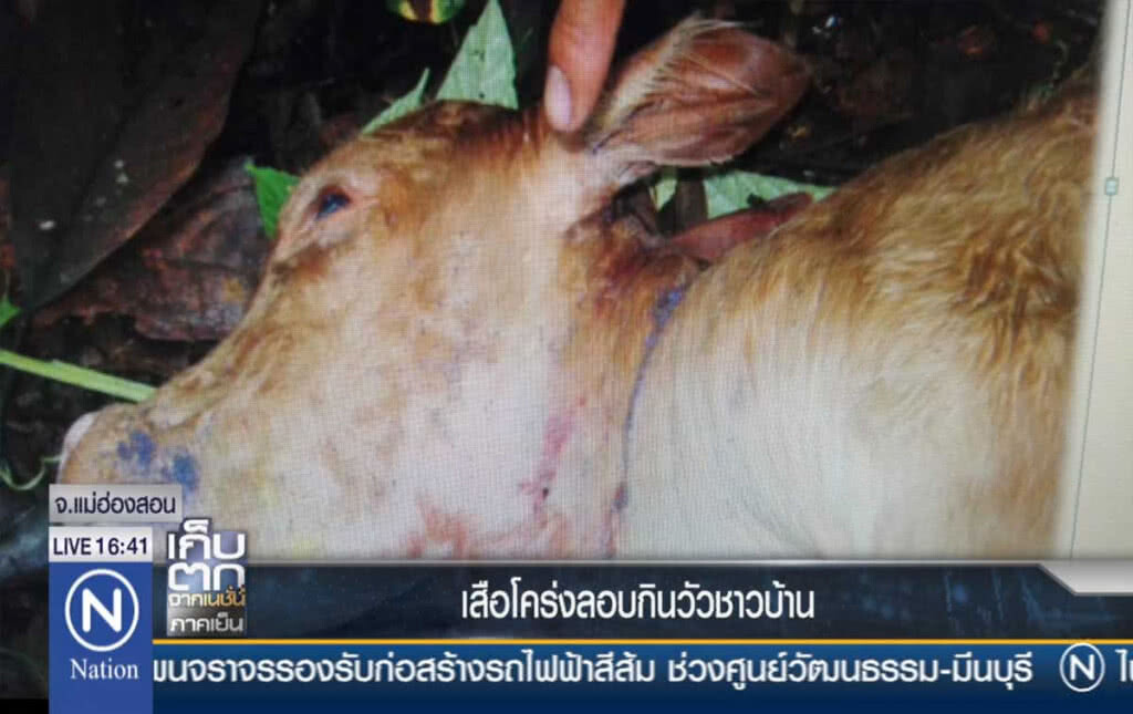 เสือโคร่งลอบกินวัวชาวบ้าน
