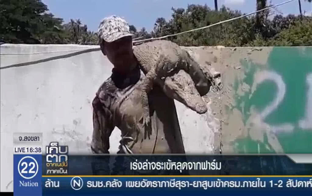 เร่งล่าจระเข้สงขลา เร่งล่าจระเข้สงขลา