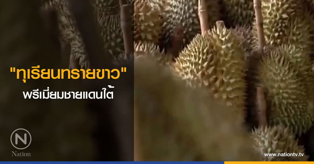 "ทุเรียนทรายขาว" พรีเมี่ยมชายแดนใต้ "ทุเรียนทรายขาว" พรีเมี่ยมชายแดนใต้