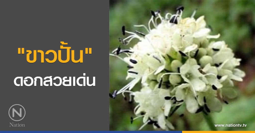 "ขาวปั้น" ดอกสวยเด่น "ขาวปั้น" ดอกสวยเด่น