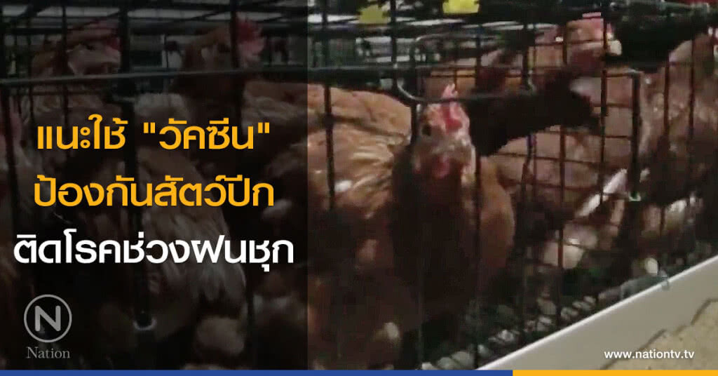 แนะใช้ "วัคซีน" ป้องกันสัตว์ปีกติดโรคช่วงฝนชุก แนะใช้ "วัคซีน" ป้องกันสัตว์ปีกติดโรคช่วงฝนชุก
