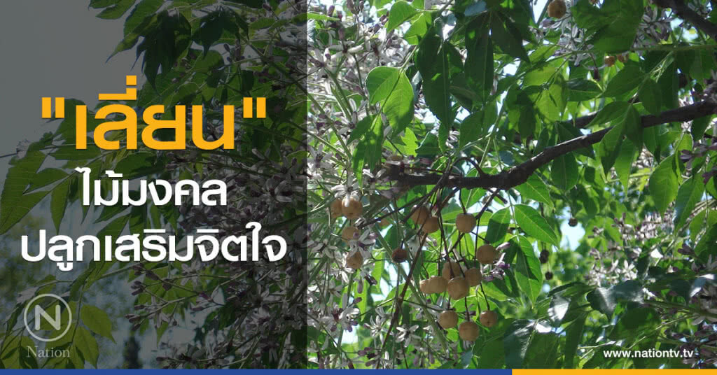 "เลี่ยน" ไม้มงคลปลูกเสริมจิตใจ "เลี่ยน" ไม้มงคลปลูกเสริมจิตใจ