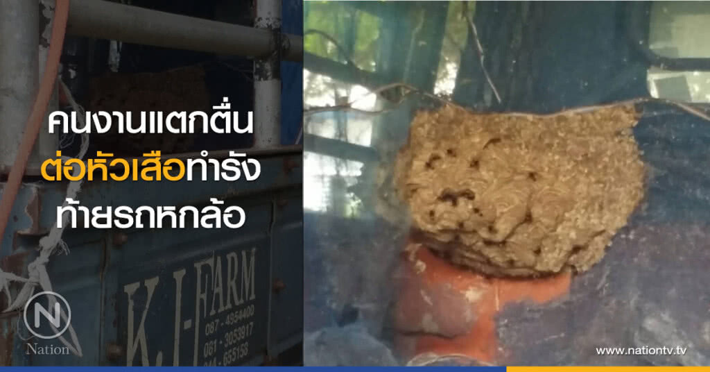 คนงานแตกตื่น
ต่อหัวเสือทำรัง
ท้ายรถหกล้อ