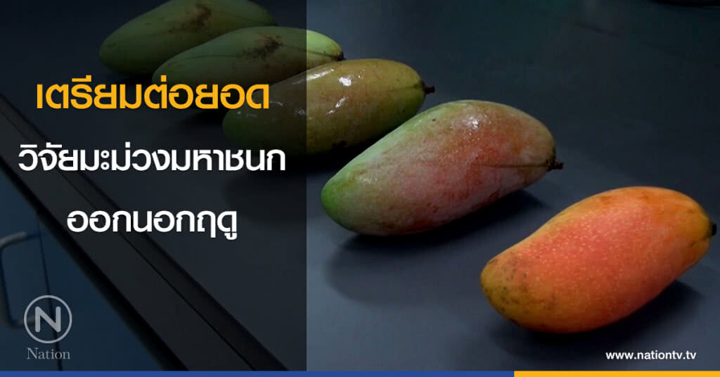 เตรียมต่อยอด วิจัยมะม่วงมหาชนก ออกนอกฤดู เตรียมต่อยอด วิจัยมะม่วงมหาชนก ออกนอกฤดู
