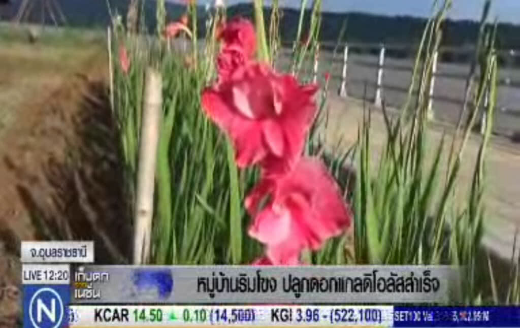 ชาวริมฝั่งโขงปลูกดอก "แกนดิโอลัส" สำเร็จ