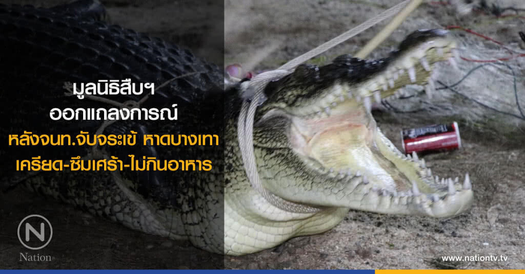 มูลนิธิสืบฯ ออกแถลงการณ์
หลังจนท.จับจระเข้ หาดบางเทา
เครียด-ซึมเศร้า-ไม่กินอาหาร มูลนิธิสืบฯ ออกแถลงการณ์
หลังจนท.จับจระเข้ หาดบางเทา
เครียด-ซึมเศร้า-ไม่กินอาหาร