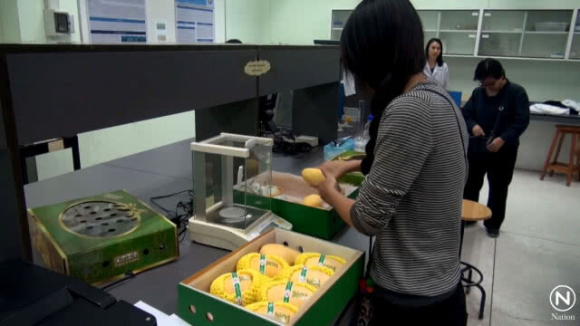 เตรียมต่อยอด วิจัยมะม่วงมหาชนก ออกนอกฤดู