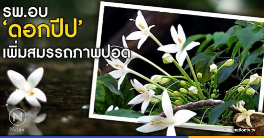 "ดอกปีป"ช่วยผู้ป่วยโรคหืด "ดอกปีป"ช่วยผู้ป่วยโรคหืด