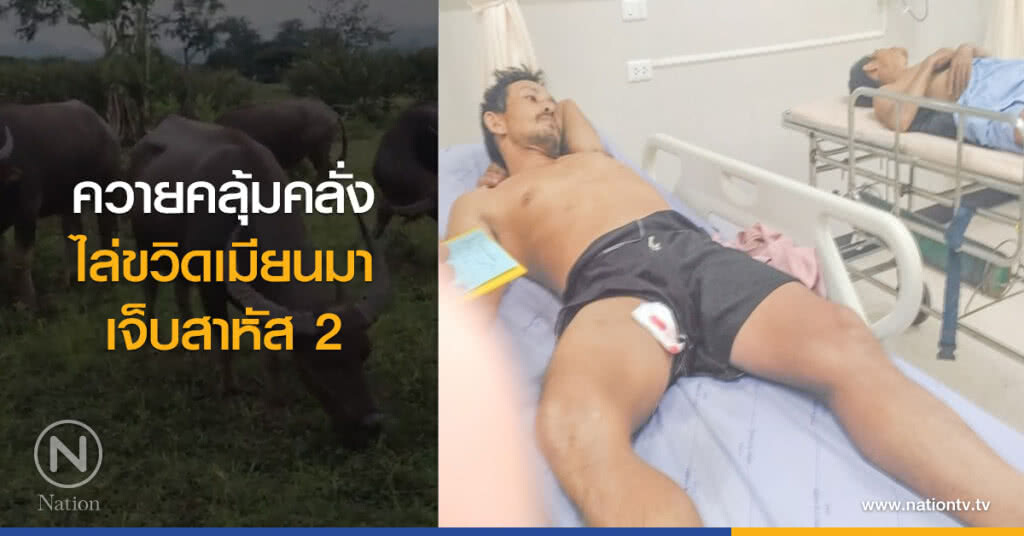 ควายคลุ้มคลั่งไล่ขวิดเมียนมาเจ็บสาหัส 2 ควายคลุ้มคลั่งไล่ขวิดเมียนมาเจ็บสาหัส 2