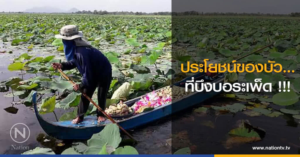 ประโยชน์ของบัว...ที่บึงบอระเพ็ด !!! ประโยชน์ของบัว...ที่บึงบอระเพ็ด !!!