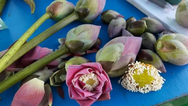 ประโยชน์ของบัว...ที่บึงบอระเพ็ด !!!