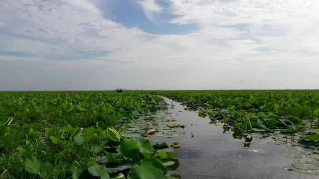 ประโยชน์ของบัว...ที่บึงบอระเพ็ด !!!