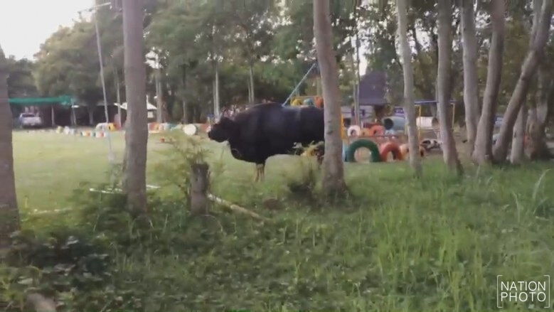 แตกตื่น!กระทิงป่าเดินในหมู่บ้าน