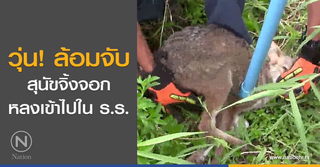 วุ่น! ล้อมจับสุนัขจิ้งจอกหลงเข้าไปใน ร.ร. วุ่น! ล้อมจับสุนัขจิ้งจอกหลงเข้าไปใน ร.ร.