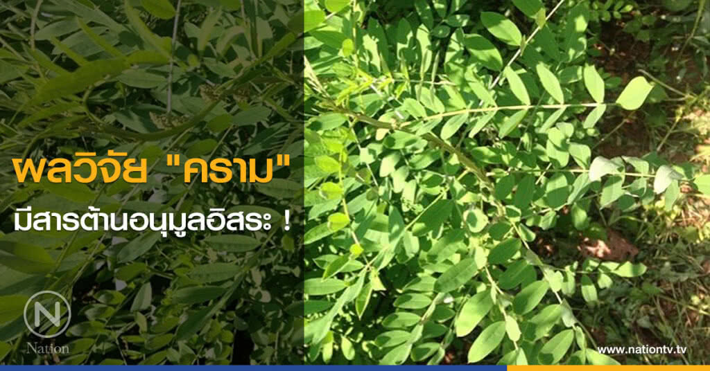 ผลวิจัย"คราม" มีสารต้านอนุมูลอิสระ ! ผลวิจัย"คราม" มีสารต้านอนุมูลอิสระ !