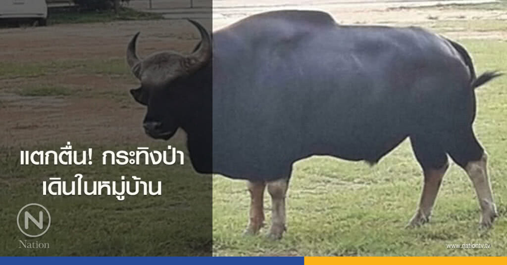 แตกตื่น!กระทิงป่าเดินในหมู่บ้าน แตกตื่น!กระทิงป่าเดินในหมู่บ้าน